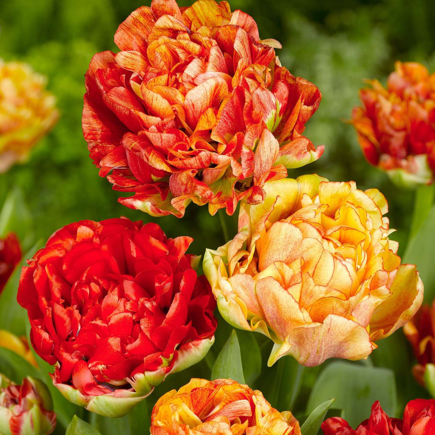Tulipan 'Gudoshnik'